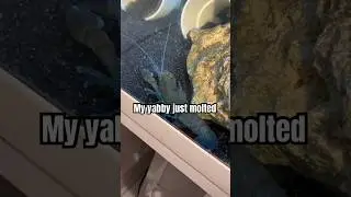 #yabby #pets #crustacean #shorts