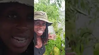 ⚠️Most Aggressive Plants 😮 - Bullies! In The Garden  #gardeningtips