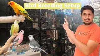 Deep Exotics का शानदार Bird Breeding Setup | धाकड़ ब्रीडिंग Dimond Dove की | Sun Conure, Cockatiel