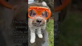This poor dog 😆 #funnydog #funnydogvideos #cutedog #dogmom #doglife