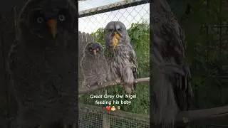 Great Grey Owl Nigel feeding his baby 🐣🦉 #owl #nest #birds #babyfeeding #cute #love #photography