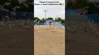 Blue Mosque & White Pigeons 🕊️💙 | Mazar e sharif #shorts