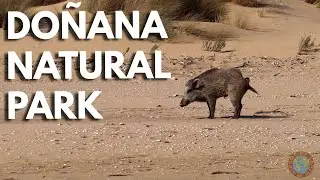 Do&ntilde;ana Natural Park