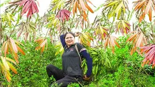 Harvest Acacia Rooster - Make Herbal Shampoo Go to market sell - Alma Daily Life