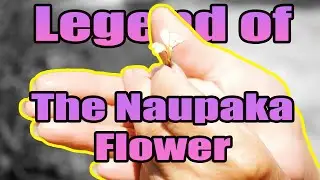 The Legend of the Naupaka Blossom | Hawaii Legends