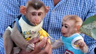 What Amazing Baby Boki Testing With Lyly - How Baby Monkey Eat It