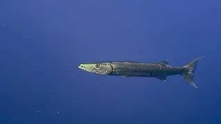 Living the scuba dream in Cozumel. Turtle, Barracuda, Puffer Fish and more-December 2025