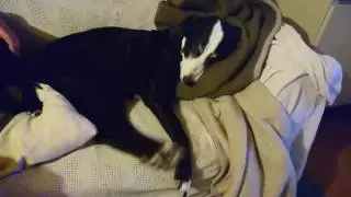 Trauml&auml;ufer