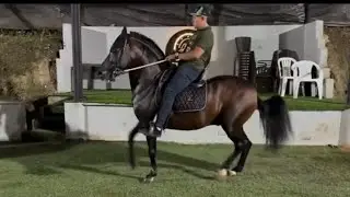 CABALLO colombiano 🇨🇴 ¿dejen en los comentarios gente que andar es? #parati #caballosdepasofino
