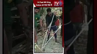 14 Feet का King Cobra आ गया गांव में || Tv24 Network