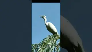 Egret eating fish#shorts
