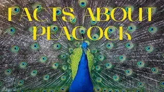Interesting Facts About Peacock