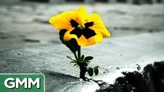 Do Plants Have Feelings?