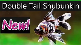Shubunkin Goldfish SURPRISE!