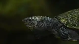 tortues &eacute;tonnantes