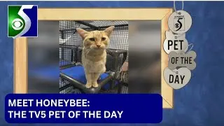 Pet of the Day: Meet Honeybee