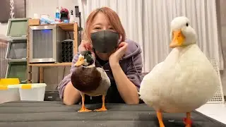 コールダックと暮らす事をお勧めしない理由