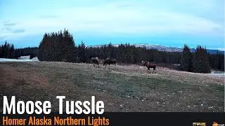 Homer Alaska Northern Lights Cam - Moose Tussle 12/17/25
