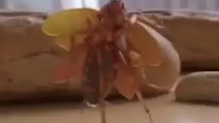 Tomas La Cucaracha Bailarin