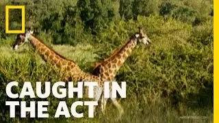 Giraffe Knock-Out! | Caught in the Act
