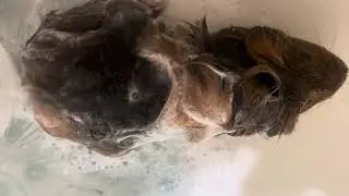 Cobayos /cuyos c&oacute;mo mascotas