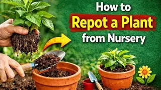 How to repot plant from garden/easy gardening tips for beginners/செடியை மாற்றி நடுவது எப்படி