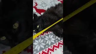 Измеряем кошку. Measuring a cat #кошки #cat #recommended #рекомендации #рек