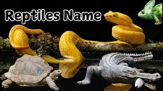 Reptiles name in english | Reptiles vocabulary | reptiles for kids | Amphibians for kids | reptiles