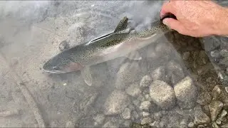 Rainbow trout from a mountain lake