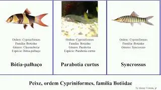 Peixe, ordem Cypriniformes, fam&iacute;lia Botiidae fish Syncrossus Floor Richards B&oacute;tia-palha&ccedil;o Bobby