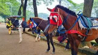 NAIK KUDA DELMAN - ONDEL ONDEL - BADUT JOGET - NAIK DELMAN ISTIMEWA - POK AME AME BELALANG KUPU KUPU
