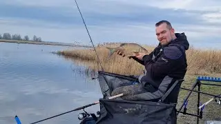 Dikke brasem bij Lauwersmeer (zoutkamperril)