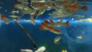 Why are my fish keep swimming at the top? why aquarium fish hanging at the tank surface?