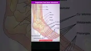 Important Foot Bone Structure      #gnmnursing_courses #neet #mbbs #anatomy