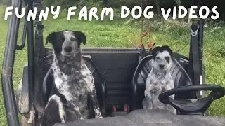 Funny Farm Dog Compilation (Red Heeler, Blue Heeler, Border Collie, Australian Shepherd)