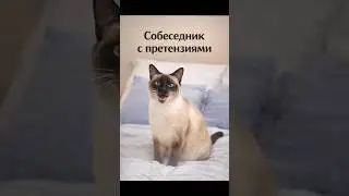 ТЫ ОДИНОК ?ТОГДА ЭТОТ КОТ ДЛЯ ТЕБЯ #кот#cat#сиамскиекошки#shorts#котик#youtubeshorts#