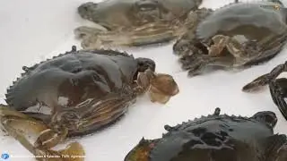 Agrotek | Kisah Inspiratif Kampung Kepiting Yang Sukses