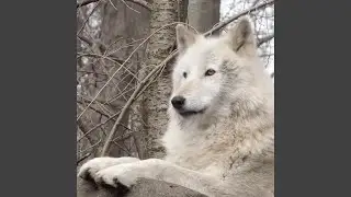 Once Upon A Wolf's Winter Moon