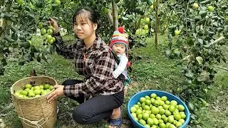 Single mother 17 year old harvest apple to sell