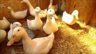 Duck House Design and property overview