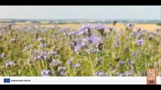 Tasty Tales of Sustainability and Flavor with EU Olive Oil