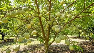 Close-Up of the World&rsquo;s Largest Soursop Farm With a Scale of 30,000 Hectares