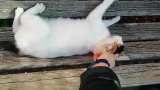 Meeting a white, black and red cat in the Marche region (Italy)