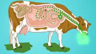 Uterine tonic @VeterinarySecrets