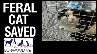 Feral cat saved! This cat's life is transformed at Burwood Vet