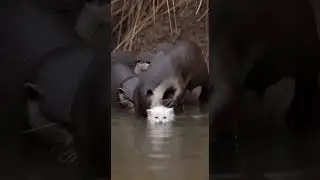 Otter Family Rushes In to Save a Tiny Kitten Heartwarming Rescue Moment #animals #rescue #cute