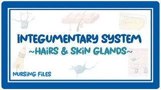 Accessory Structures of Skin Explained | Hair & Skin Glands | Nursing Anatomy and Physiology