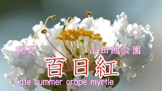 晩夏　百日紅　山田池公園　枚方市　2021 Late summer crape myrtle Yamadaike Park Hirakata City Osaka Japan