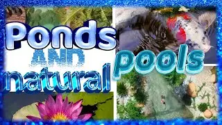 TOP 10 Amazing Ponds and Natural Pools - 2022 #1 #naturaponds #pools #lakes #ponds #cat #catpond