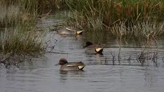 Green-winged Teal (drake) - RSPB-Matford Marsh, Exeter  13/1/2021